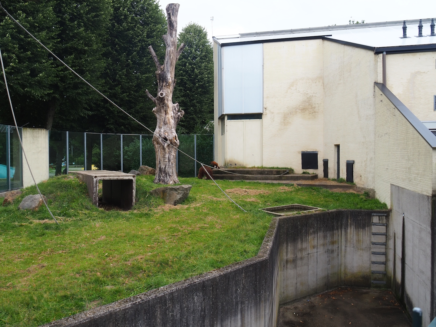 Bornean orangutan outdoor exhibit, 2023-08-17