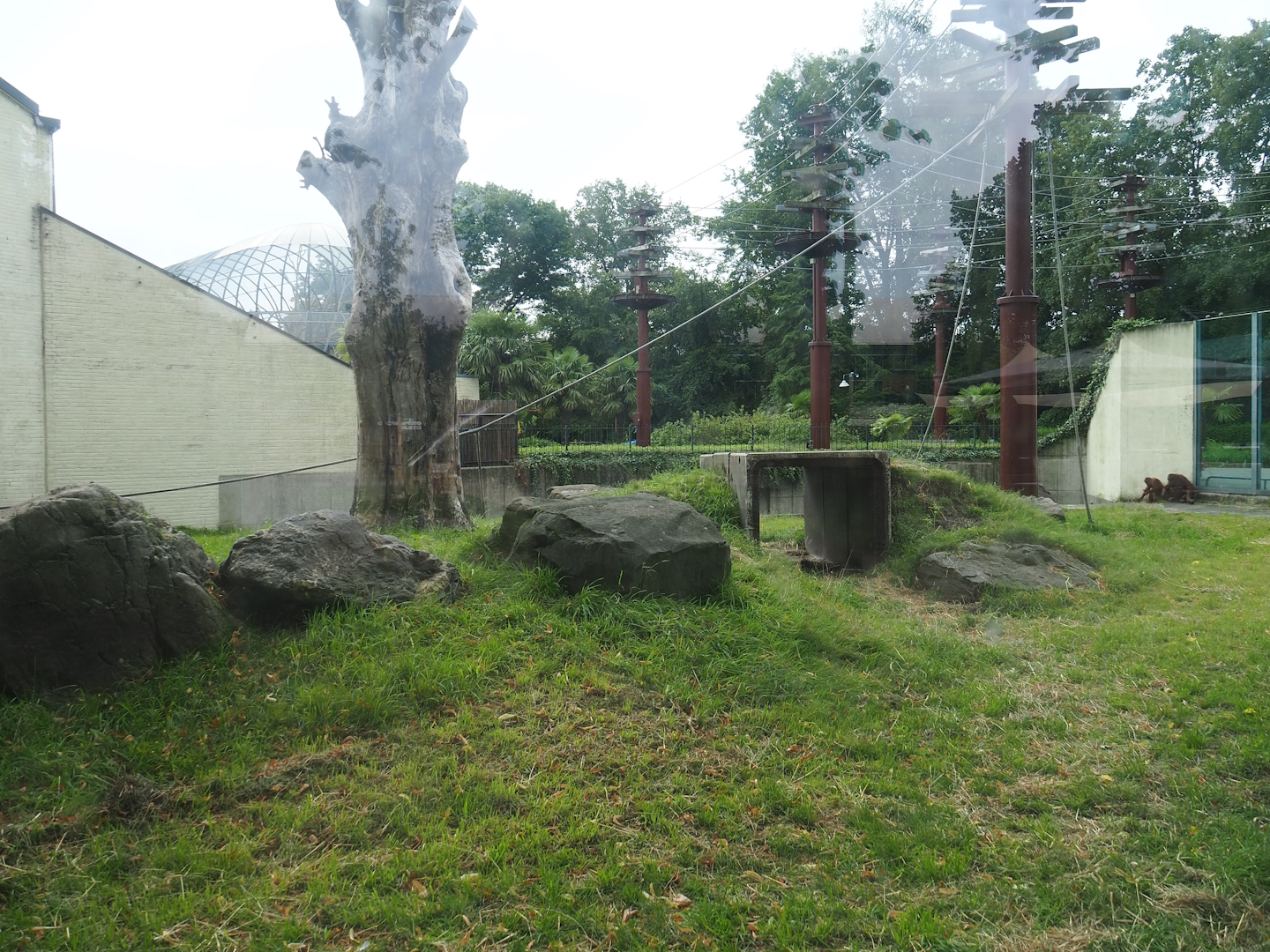 Bornean orangutan outdoor exhibit, 2023-08-17