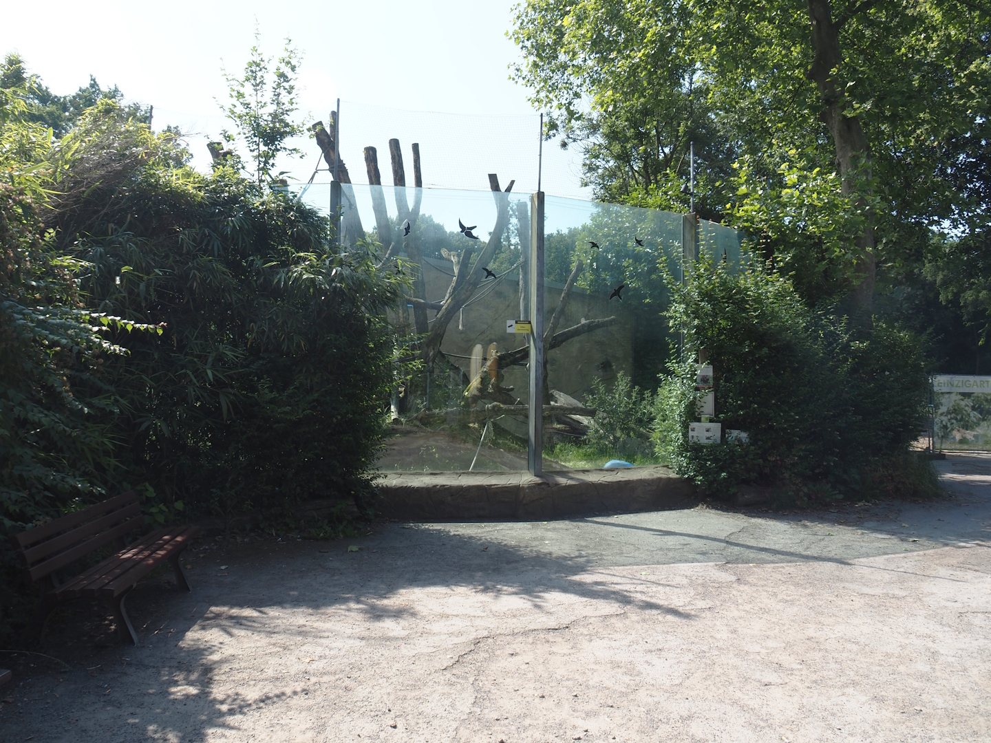 Bornean orangutan outdoor exhibit, 2024-06-08