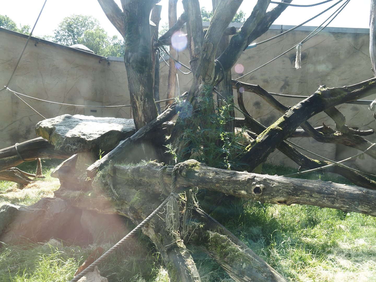 Bornean orangutan outdoor exhibit, 2024-06-08