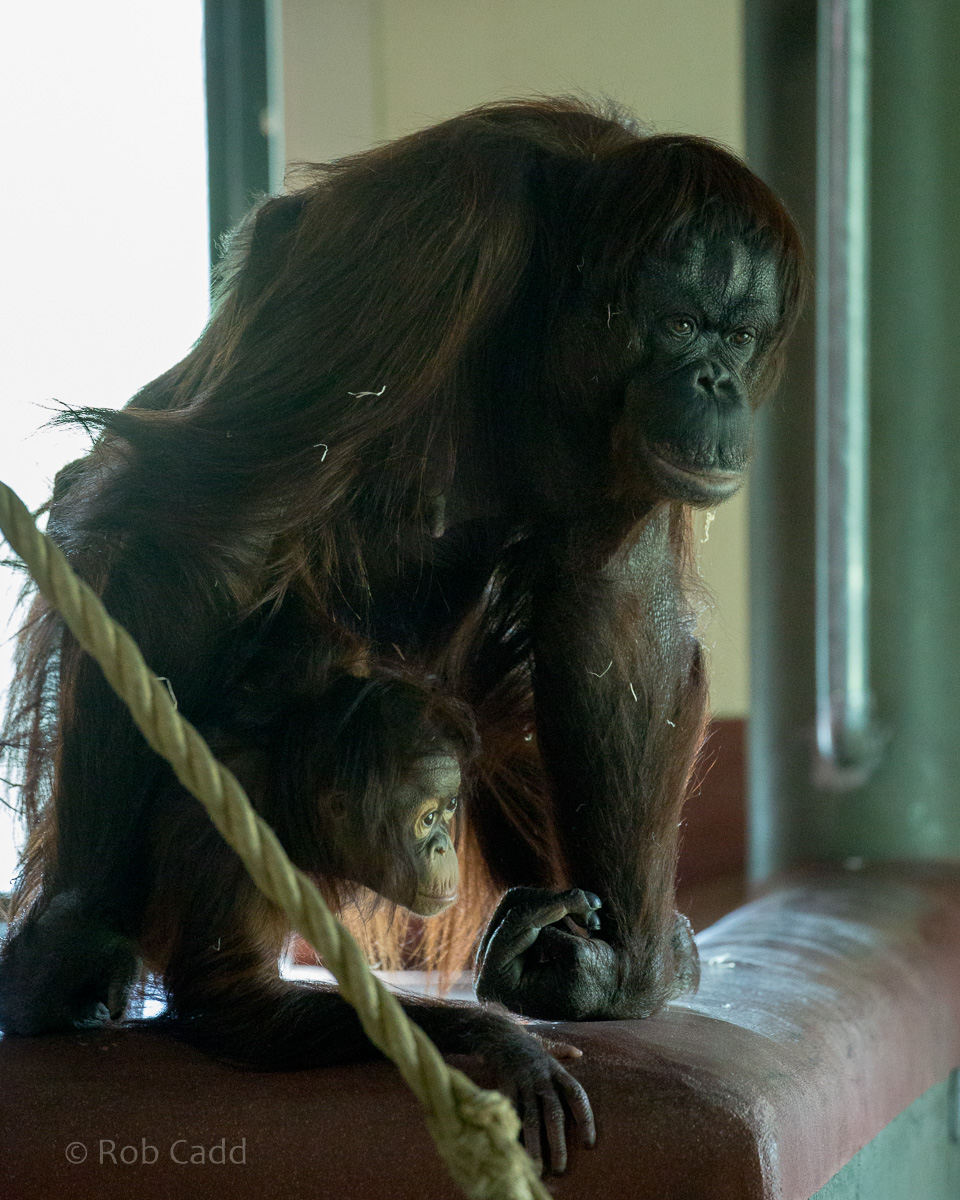 Bornean orangutan : Paignton : 17 Oct 2016