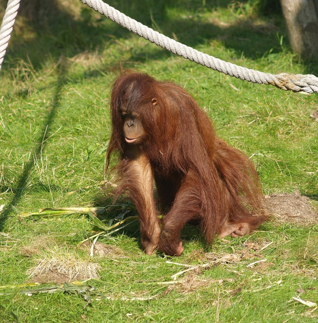 Bornean orangutan (Pongo pygmaeus), 2007-09-16