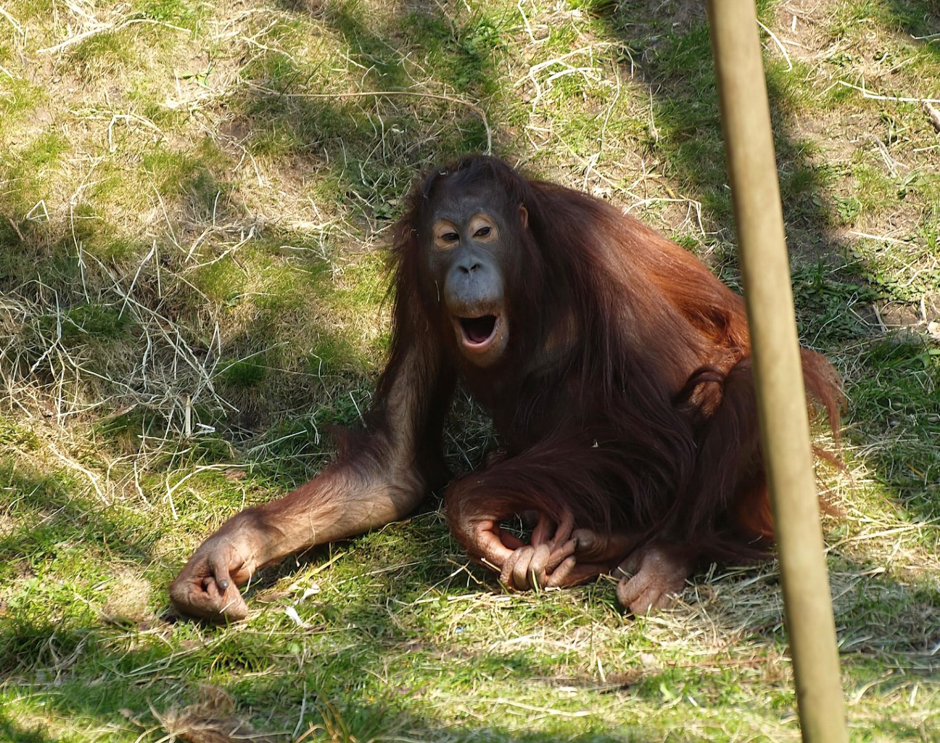 Bornean orangutan (Pongo pygmaeus), 2010-04-18