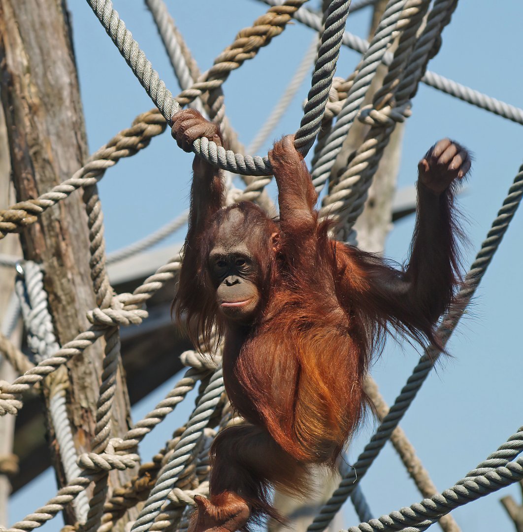 Bornean orangutan (Pongo pygmaeus), 2010-04-18