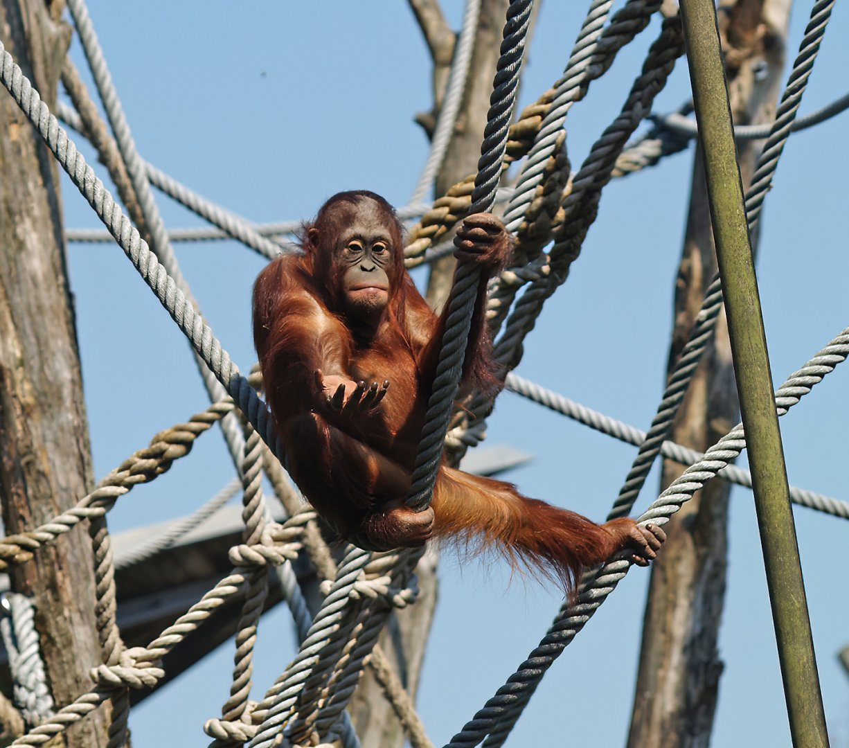 Bornean orangutan (Pongo pygmaeus), 2010-04-18