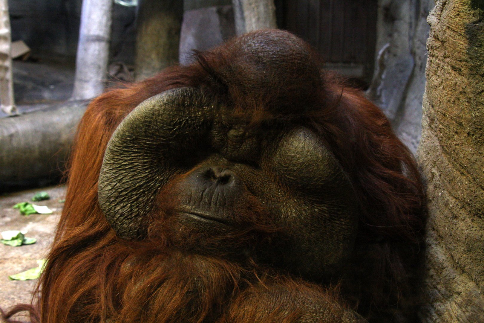 Bornean orangutan (Pongo pygmaeus) 2010