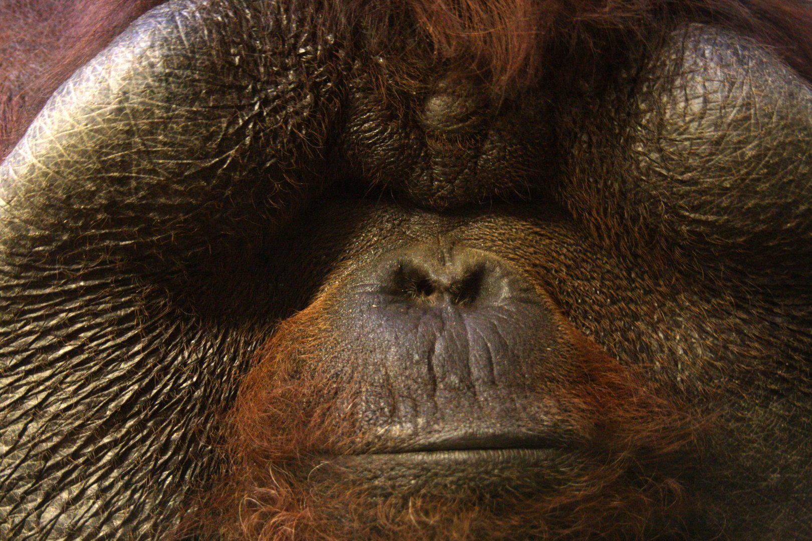 Bornean orangutan (Pongo pygmaeus) 2010
