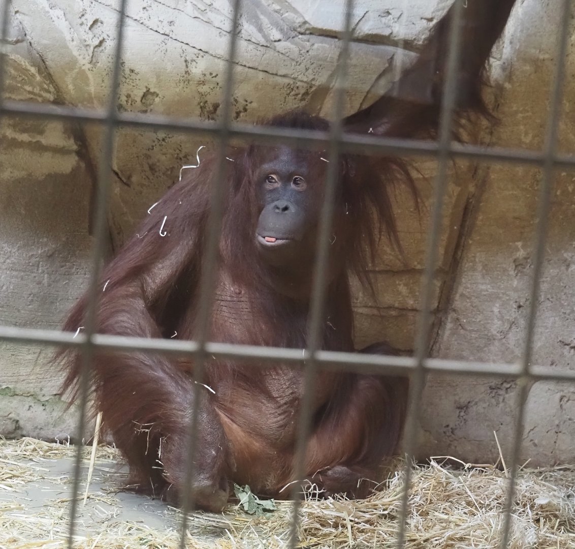 Bornean orangutan (Pongo pygmaeus), 2024-06-08