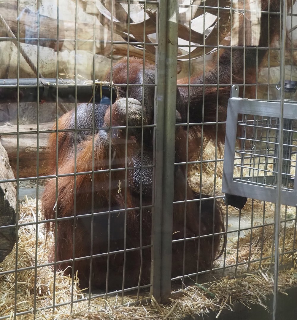 Bornean orangutan (Pongo pygmaeus), 2024-06-08