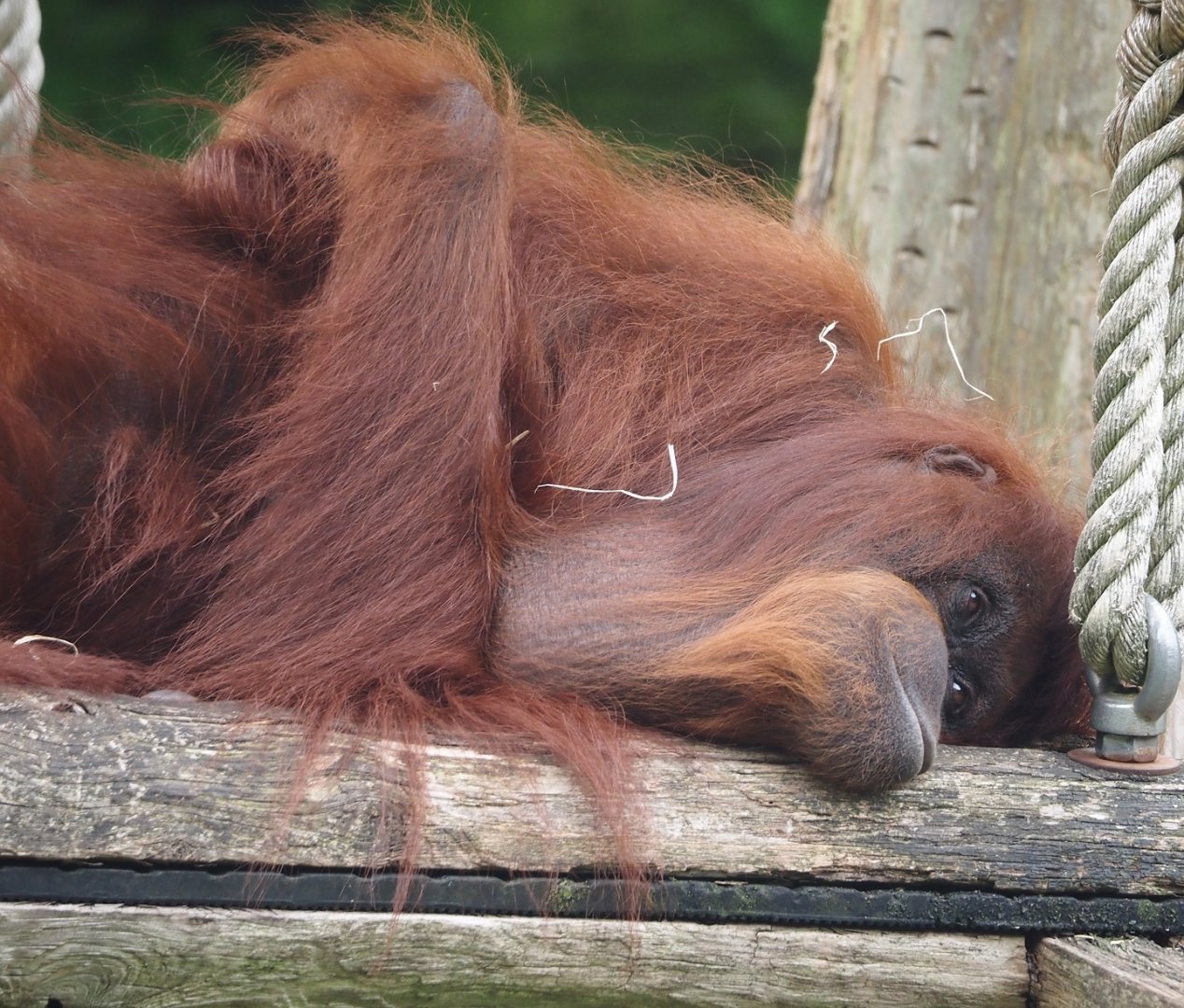 Bornean orangutan (Pongo pygmaeus), 2024-08-18