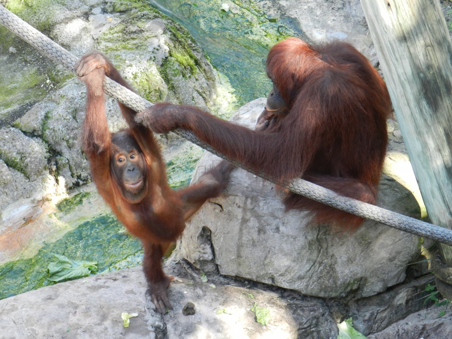 Bornean Orangutan (Pongo pygmaeus) at Zoo Tampa at Lowry Park, USA