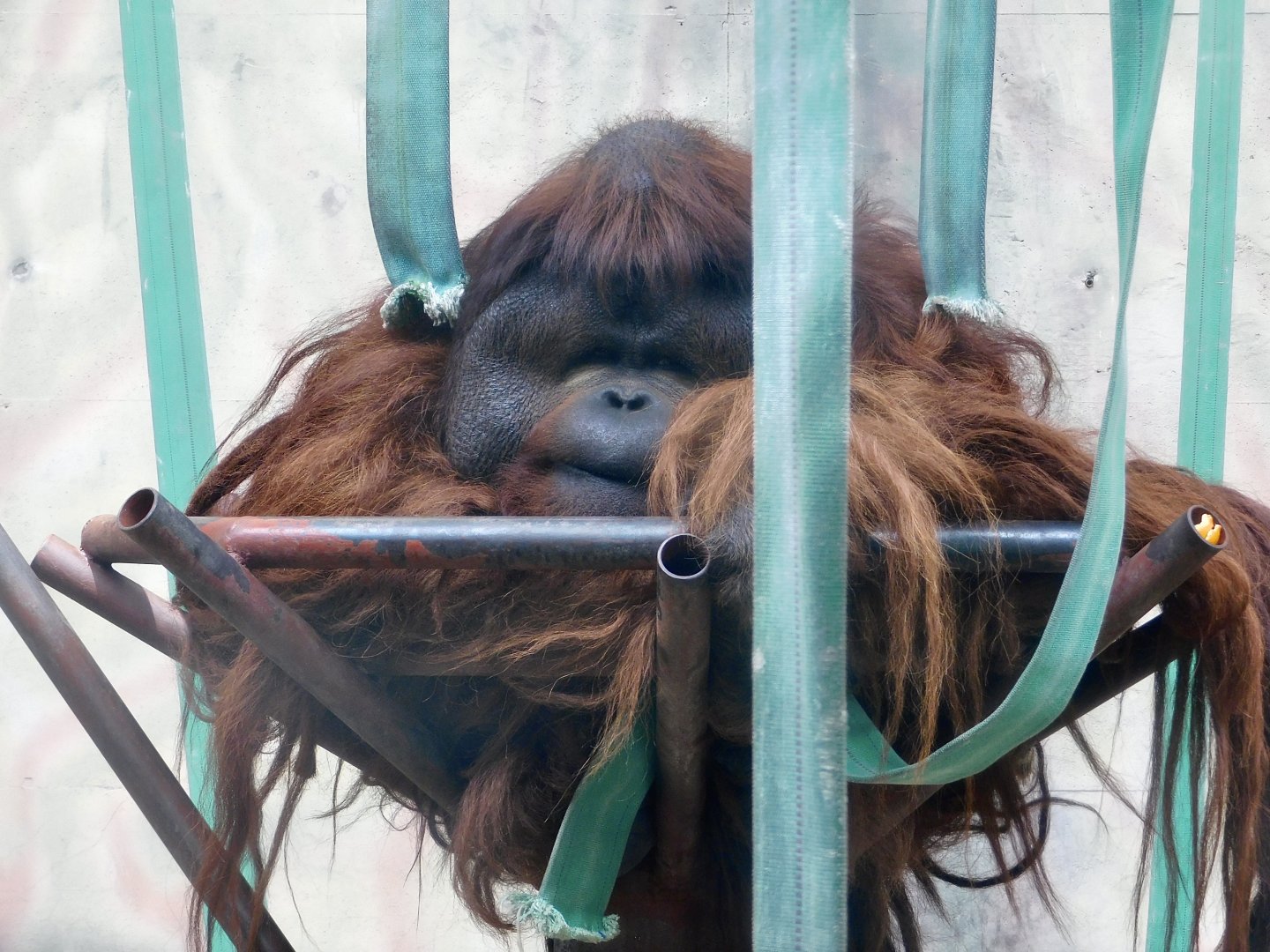 Bornean Orangutan (Pongo pygmaeus) August 7, 2025
