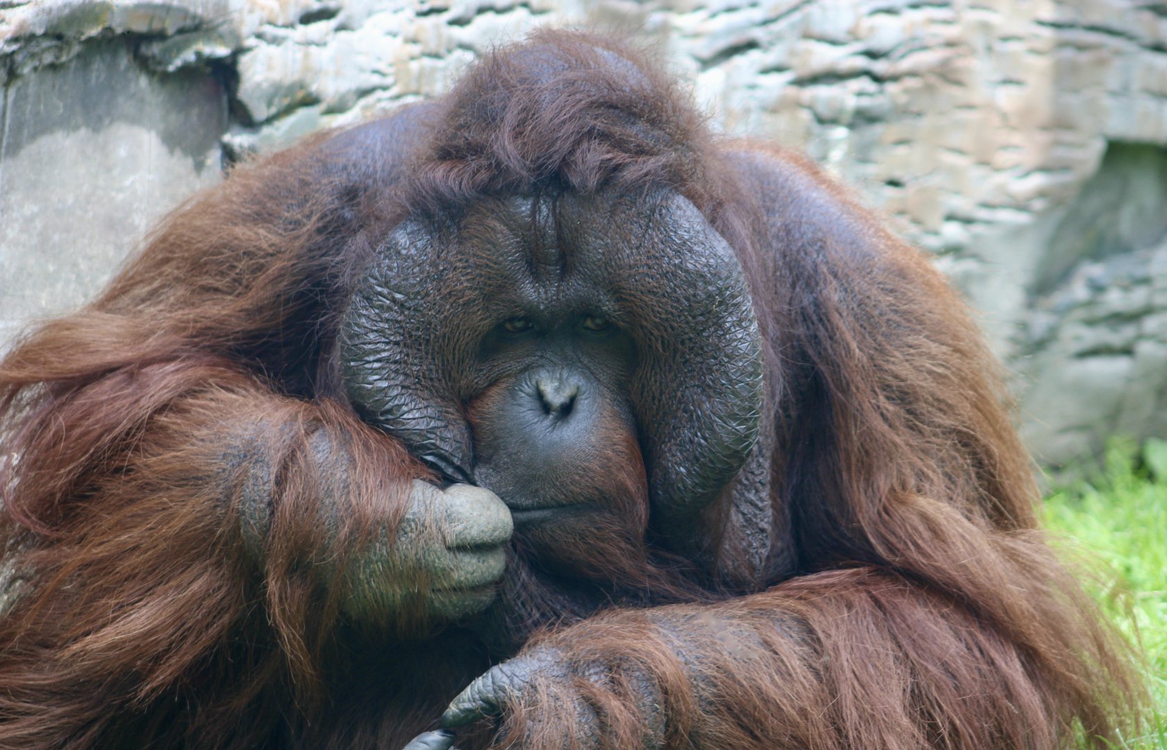 Bornean Orangutan (Pongo pygmaeus) "Bob"