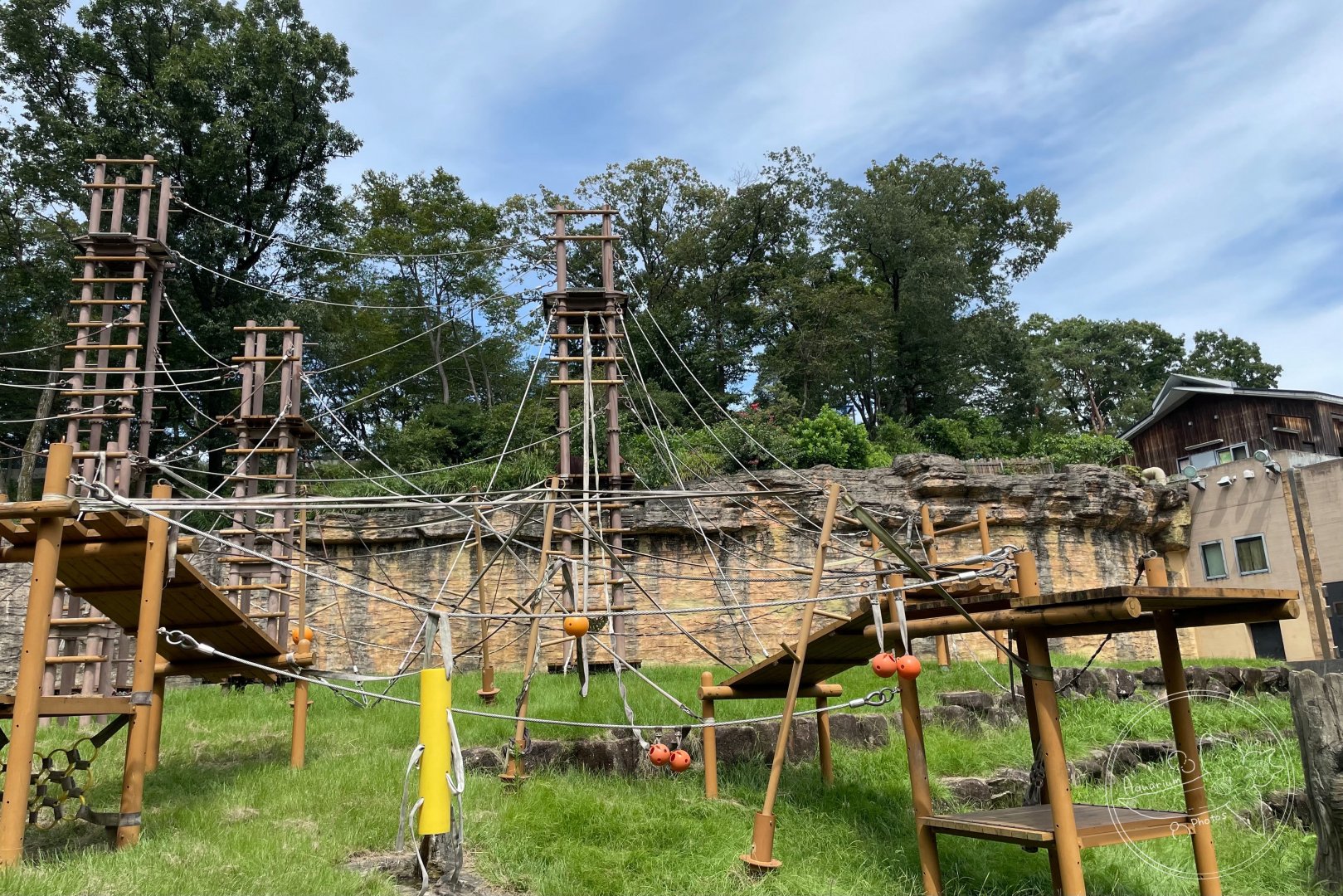 Bornean Orangutan (Pongo pygmaeus)  Exhibit