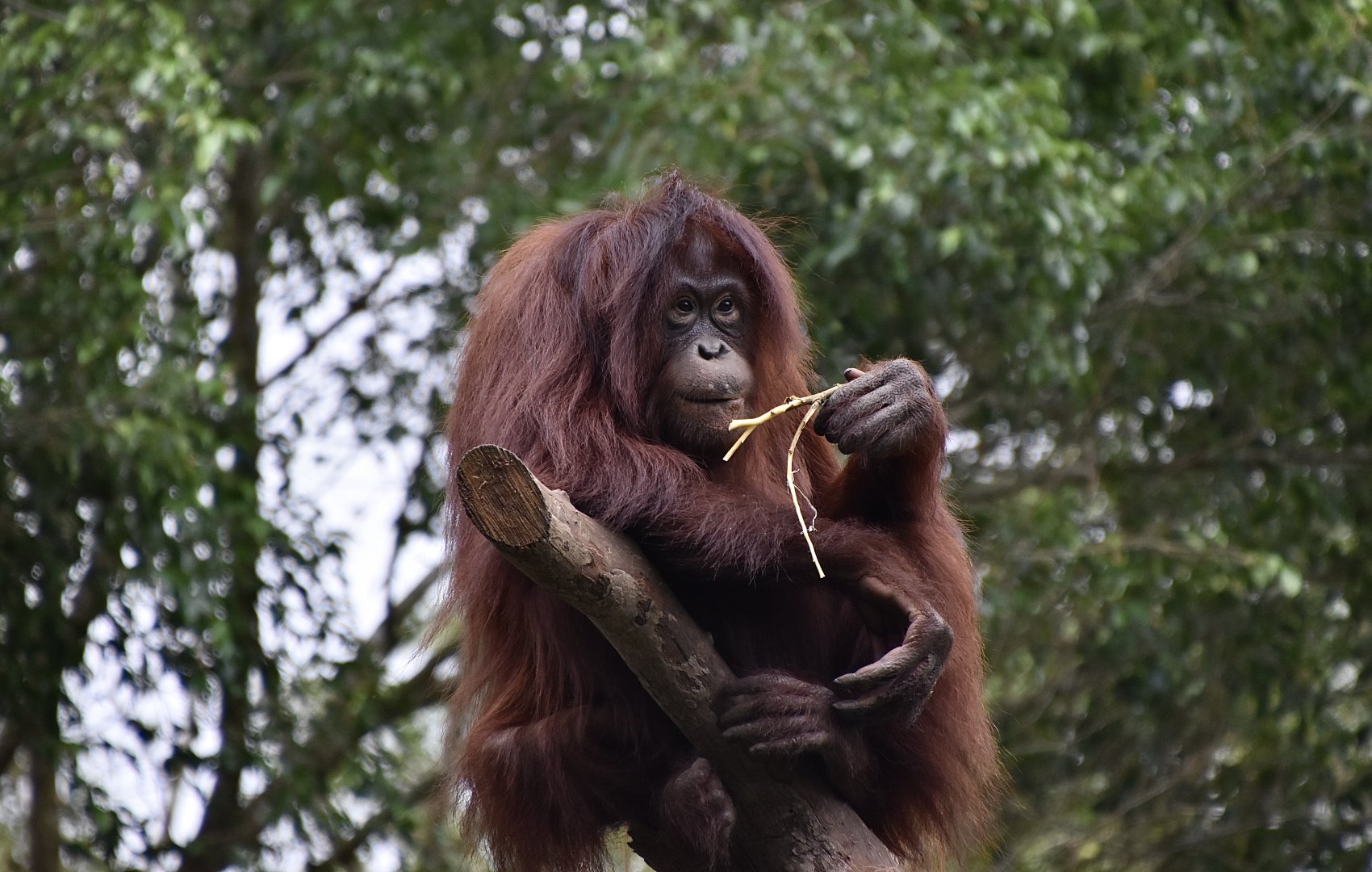 Bornean Orangutan (Pongo pygmaeus) female