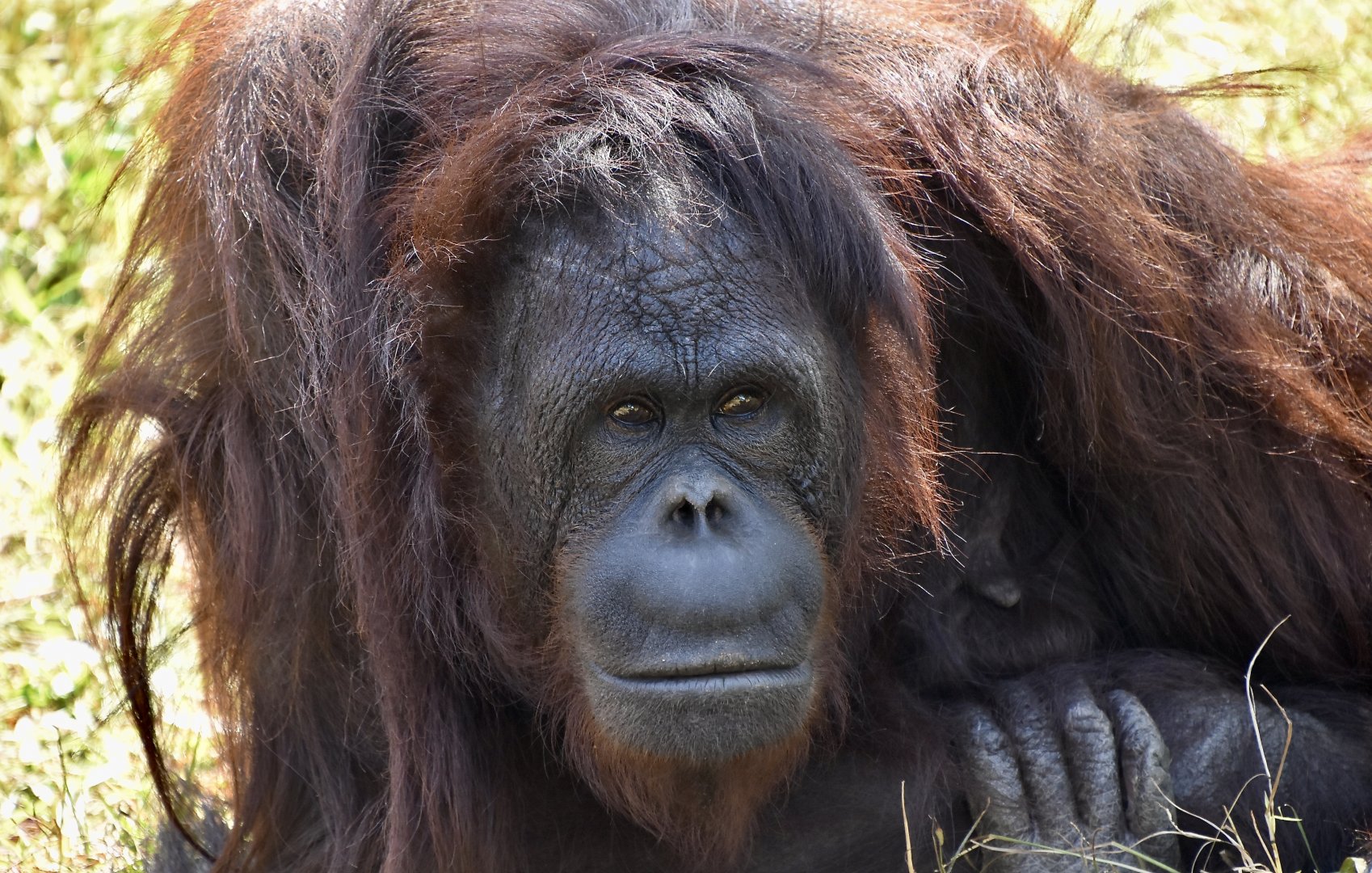 Bornean Orangutan (Pongo pygmaeus) female