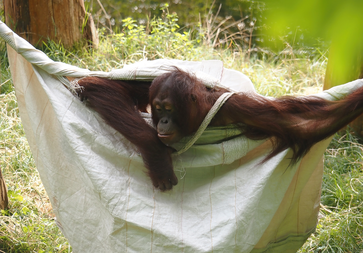Bornean orangutan (Pongo pygmaeus) in a big bag, 2024-08-18