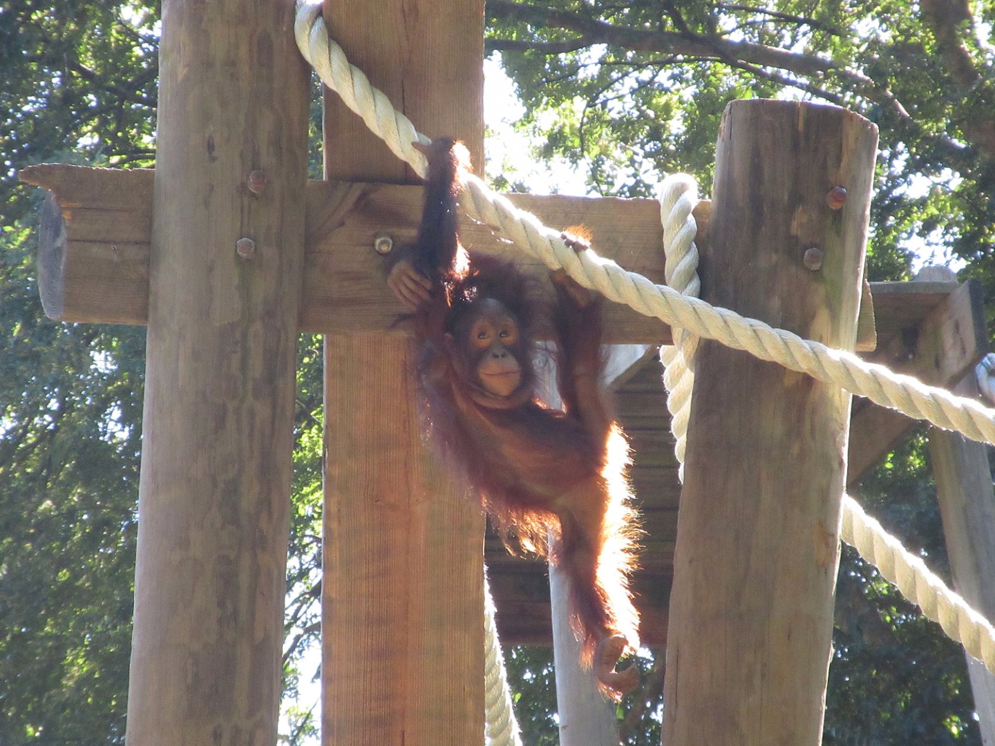 Bornean Orangutan (Pongo pygmaeus), juvenile