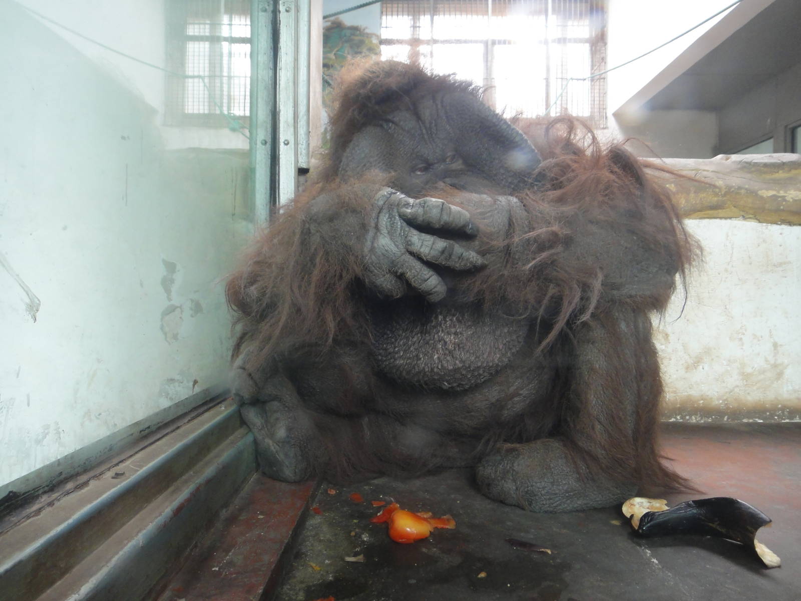 Bornean orangutan/Pongo pygmaeus (male)