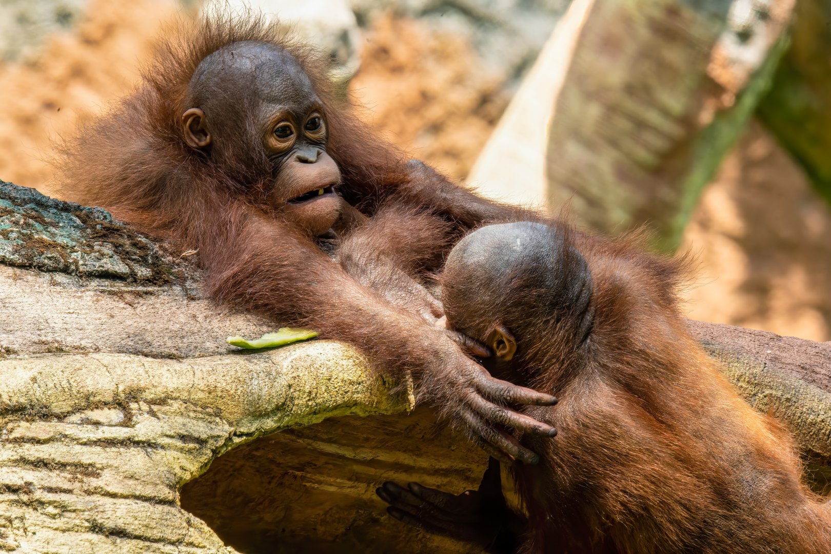 Bornean Orangutan - Pongo pygmaeus - Safari Journey