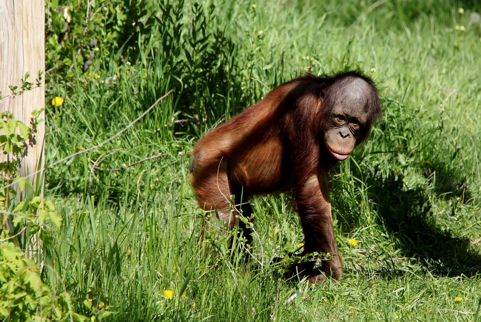 Bornean orangutan (Pongo pygmaeus) young