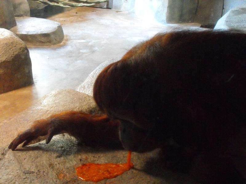 Bornean Orangutan (Pongo pygmaeus)
