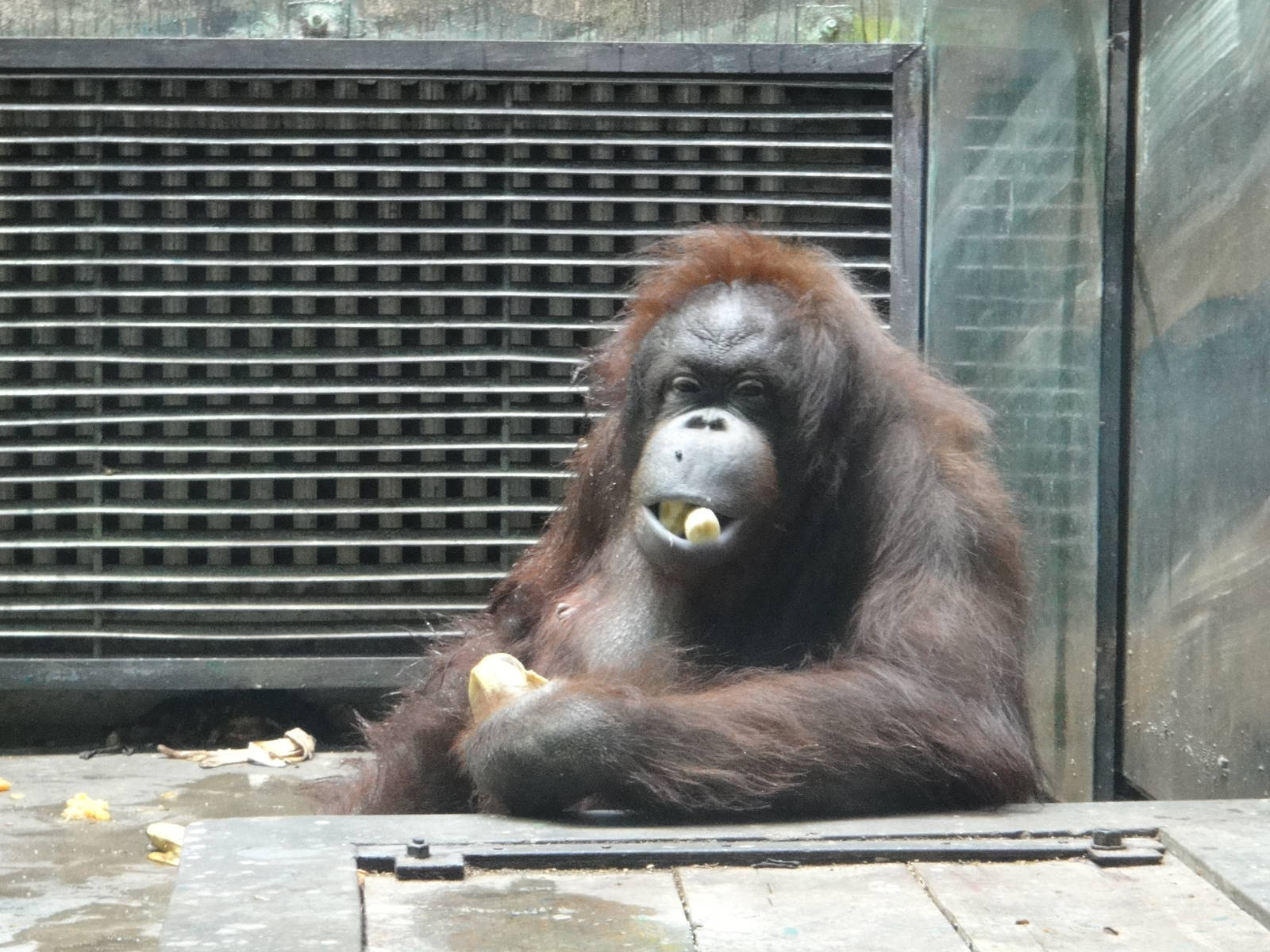 Bornean orangutan/Pongo pygmaeus