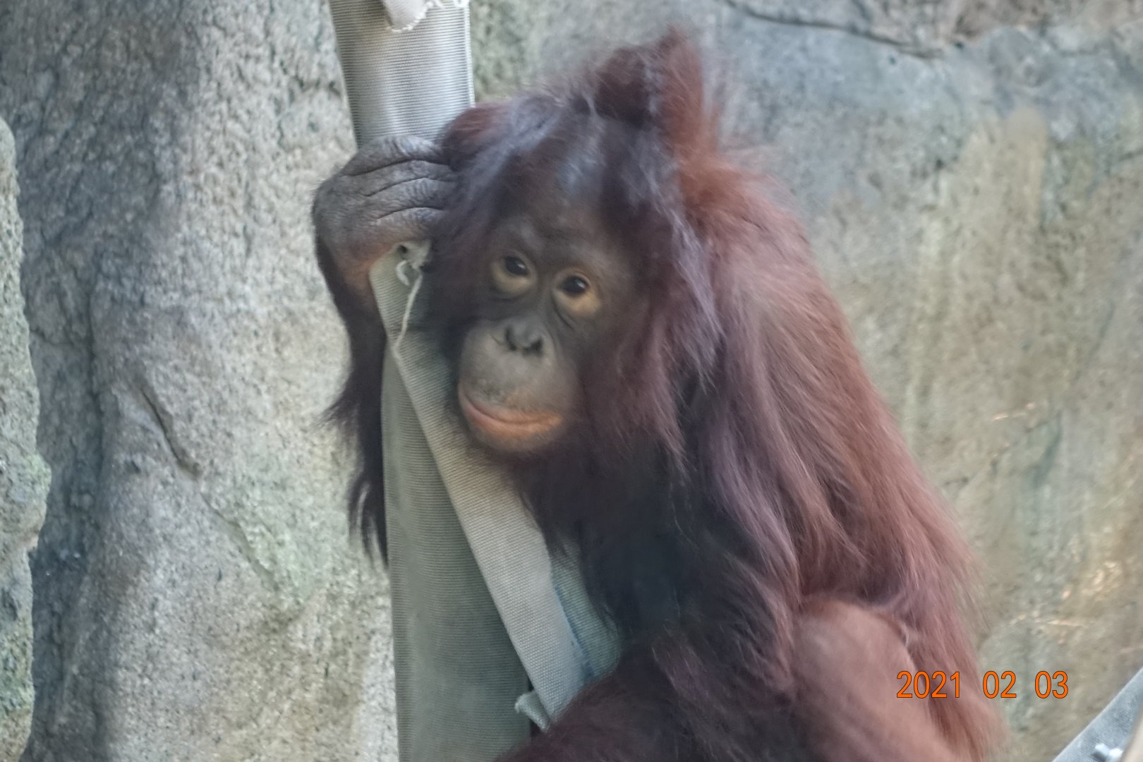Bornean Orangutan (Pongo pygmaeus)