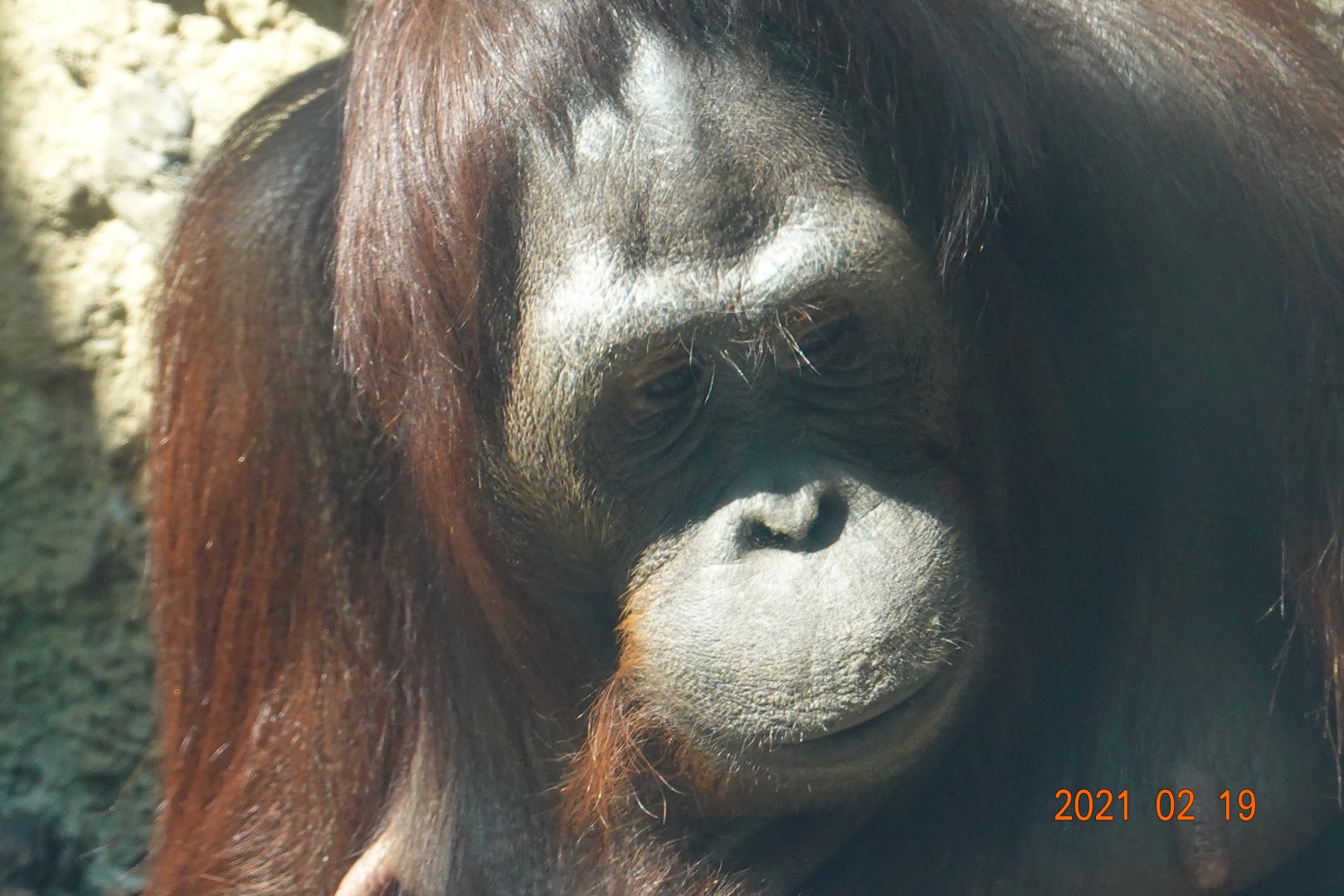 Bornean Orangutan (Pongo pygmaeus)