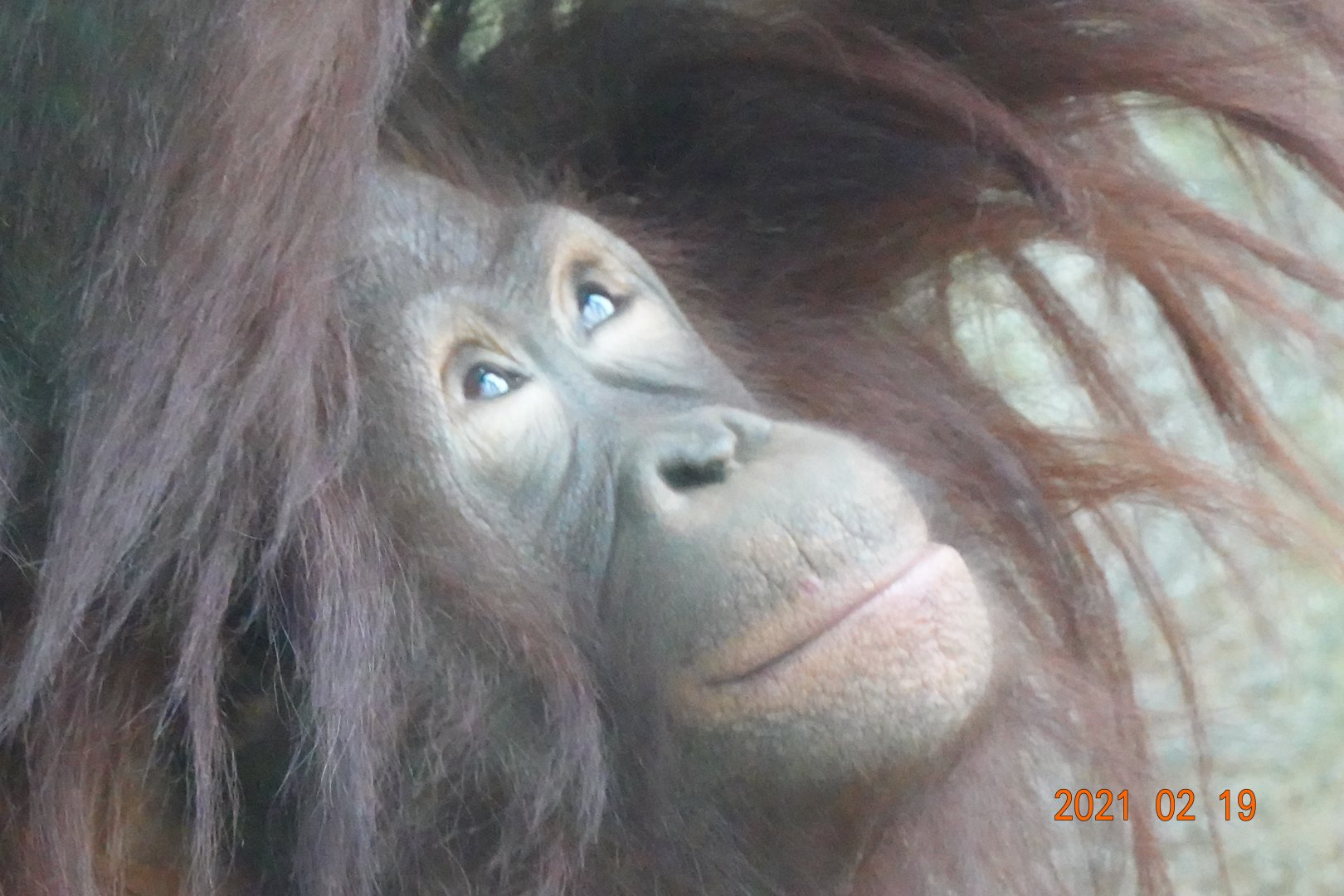 Bornean Orangutan (Pongo pygmaeus)