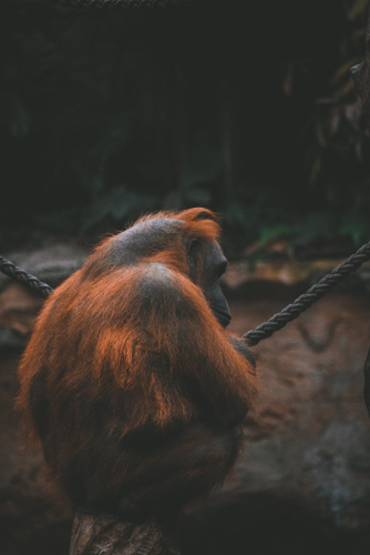 Bornean orangutan (Pongo pygmaeus)