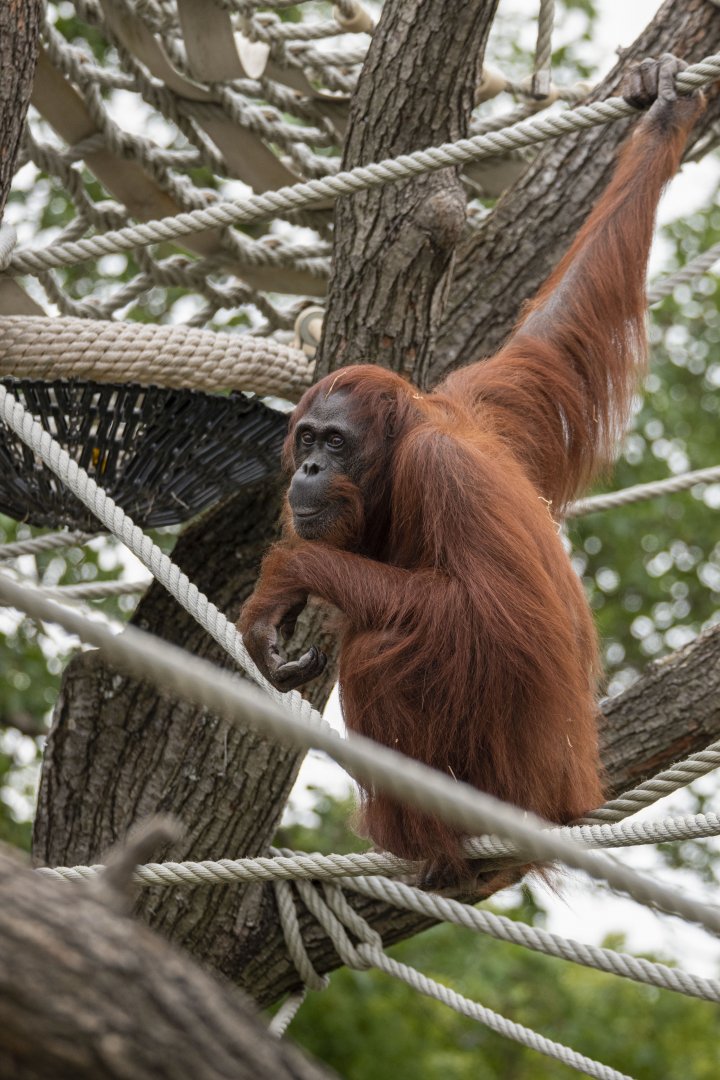 Bornean orangutan (Pongo pygmaeus)
