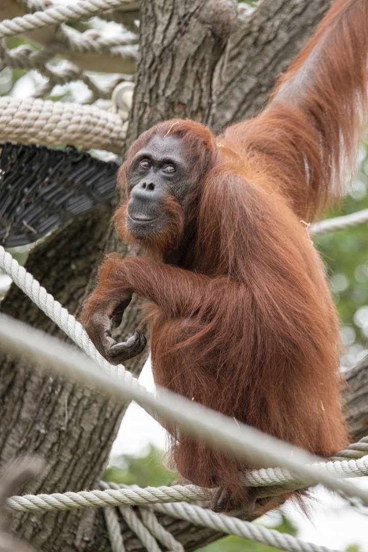 Bornean orangutan (Pongo pygmaeus)