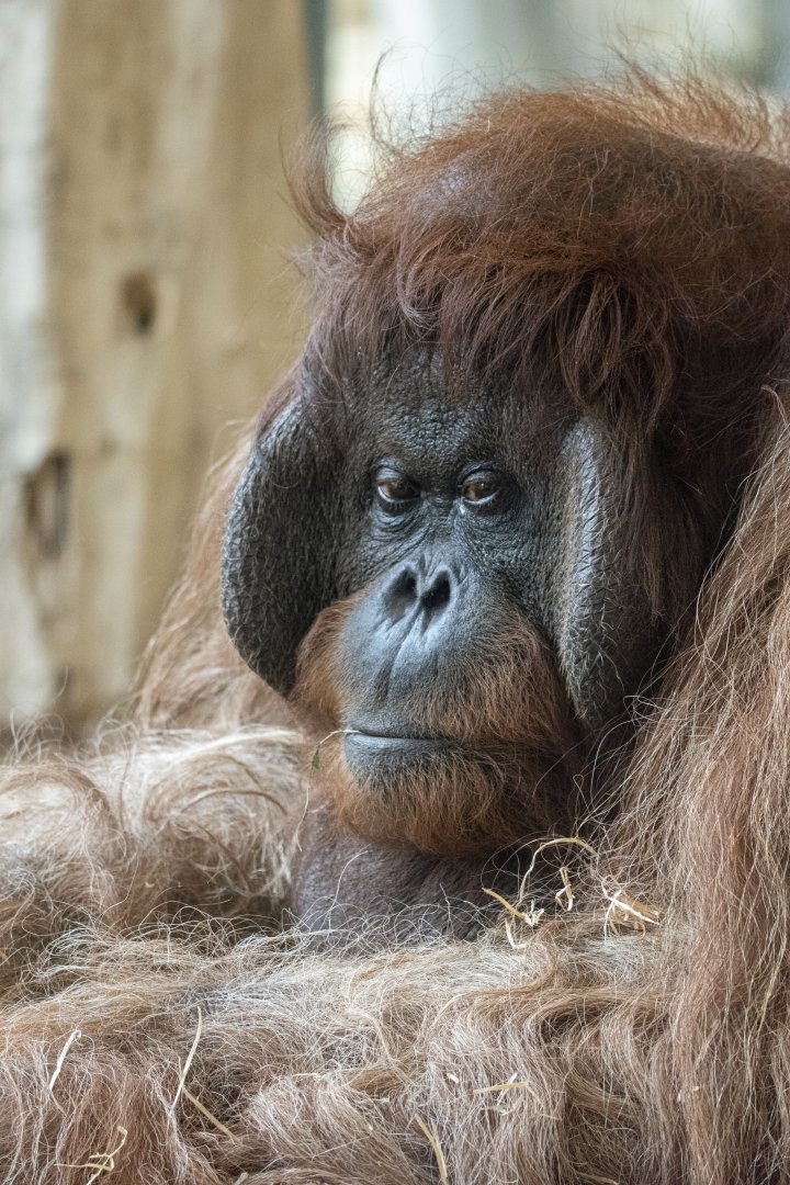 Bornean orangutan (Pongo pygmaeus)