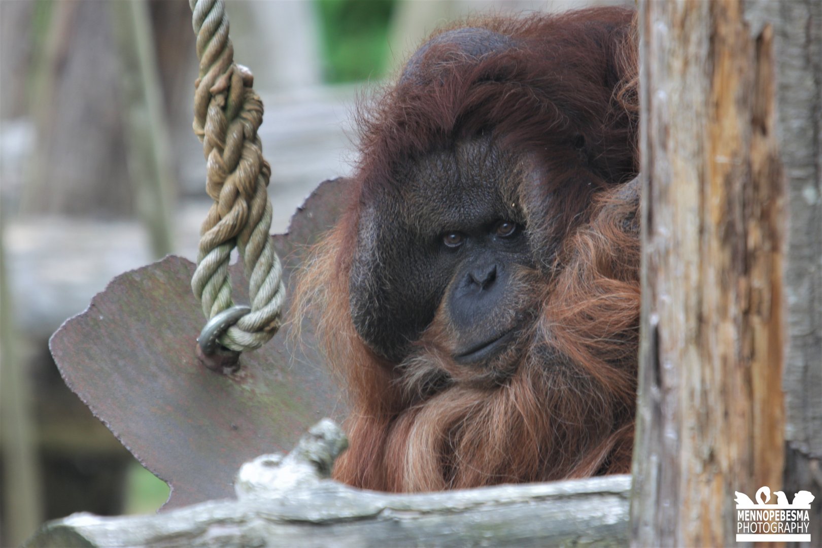 Bornean orangutan (Pongo pygmaeus)