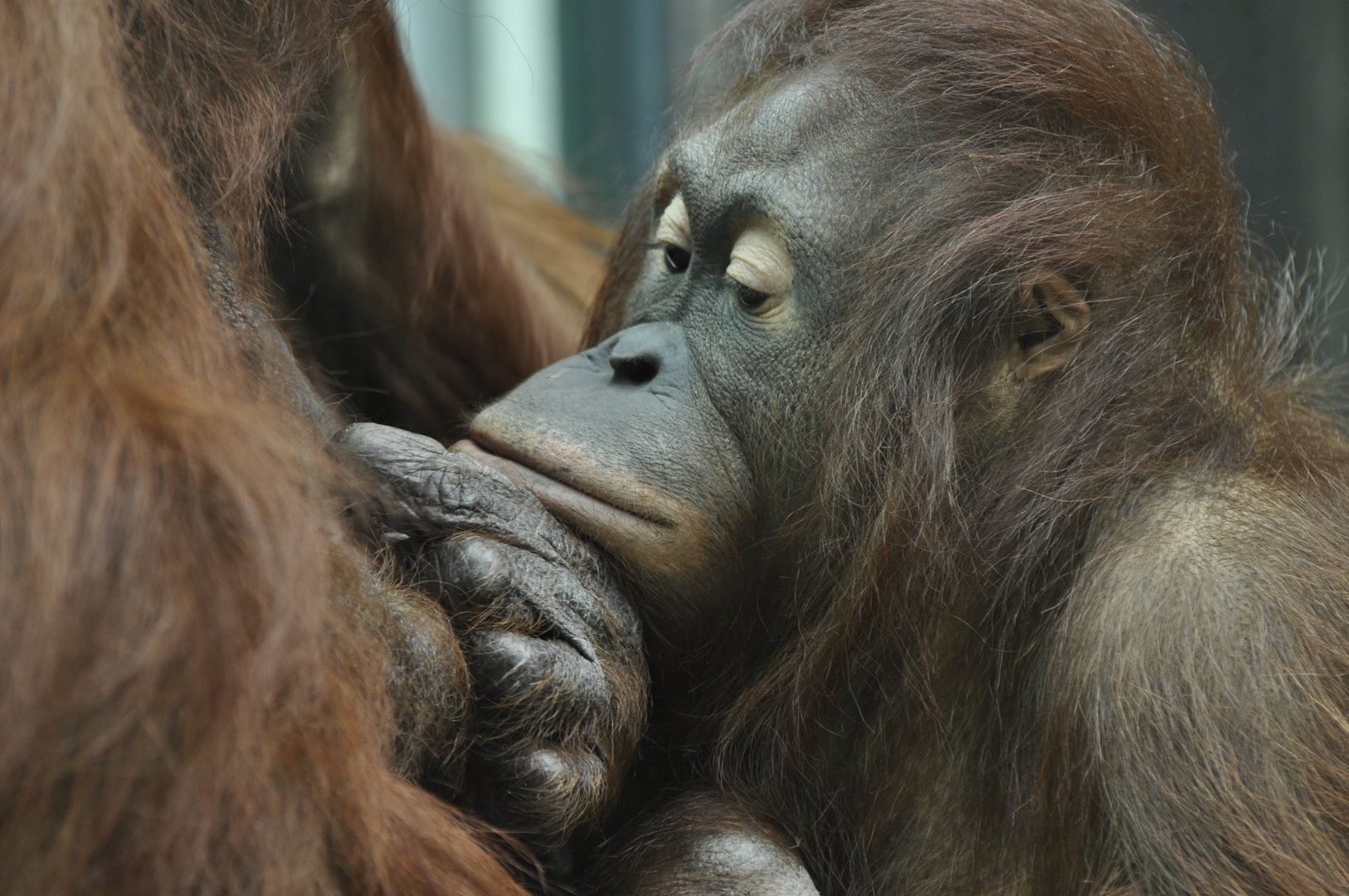 Bornean orangutan (Pongo pygmaeus)
