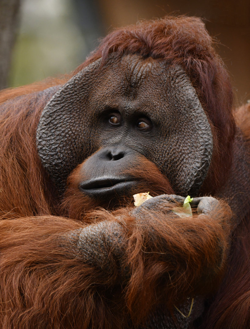 Bornean orangutan (Pongo pygmaeus)
