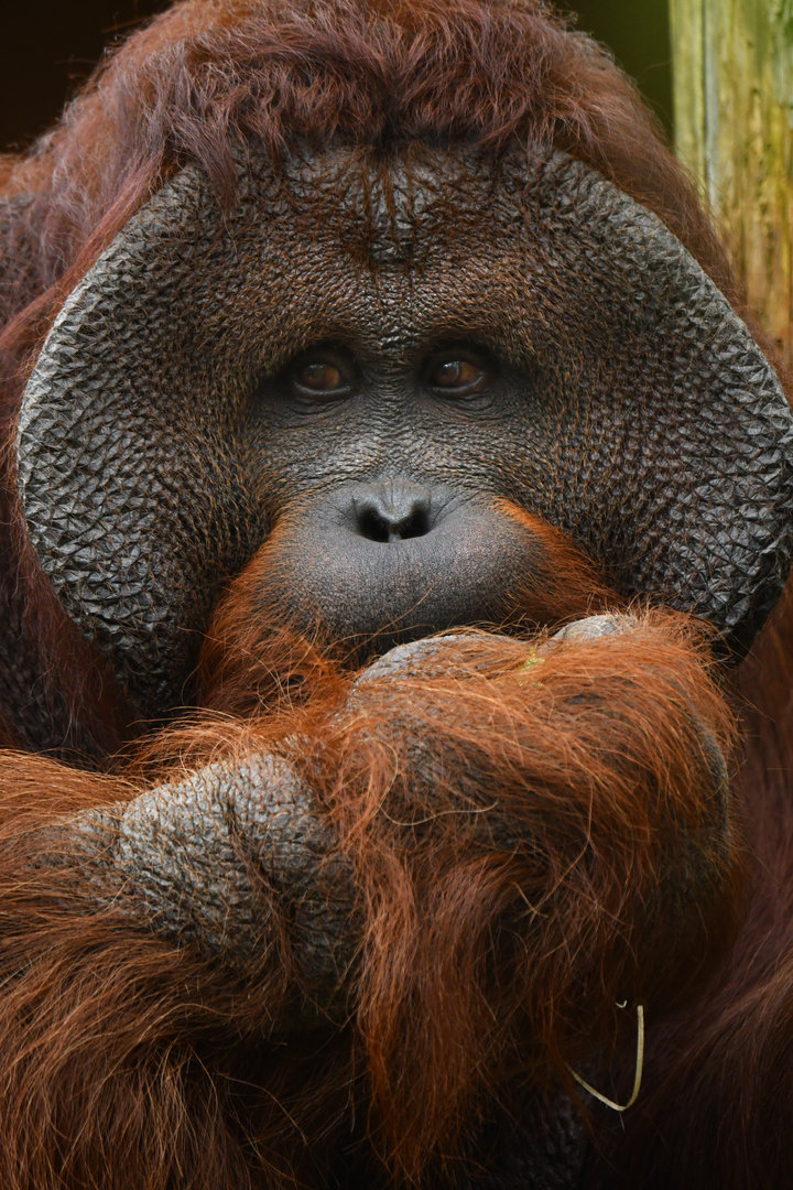 Bornean orangutan (Pongo pygmaeus)