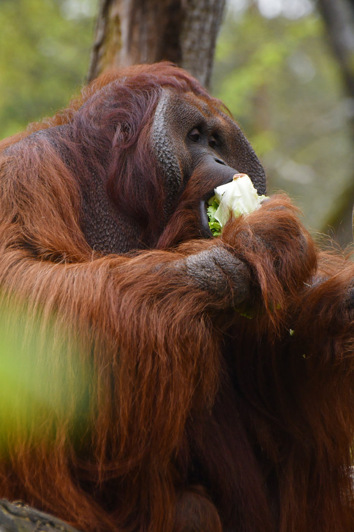 Bornean orangutan (Pongo pygmaeus)