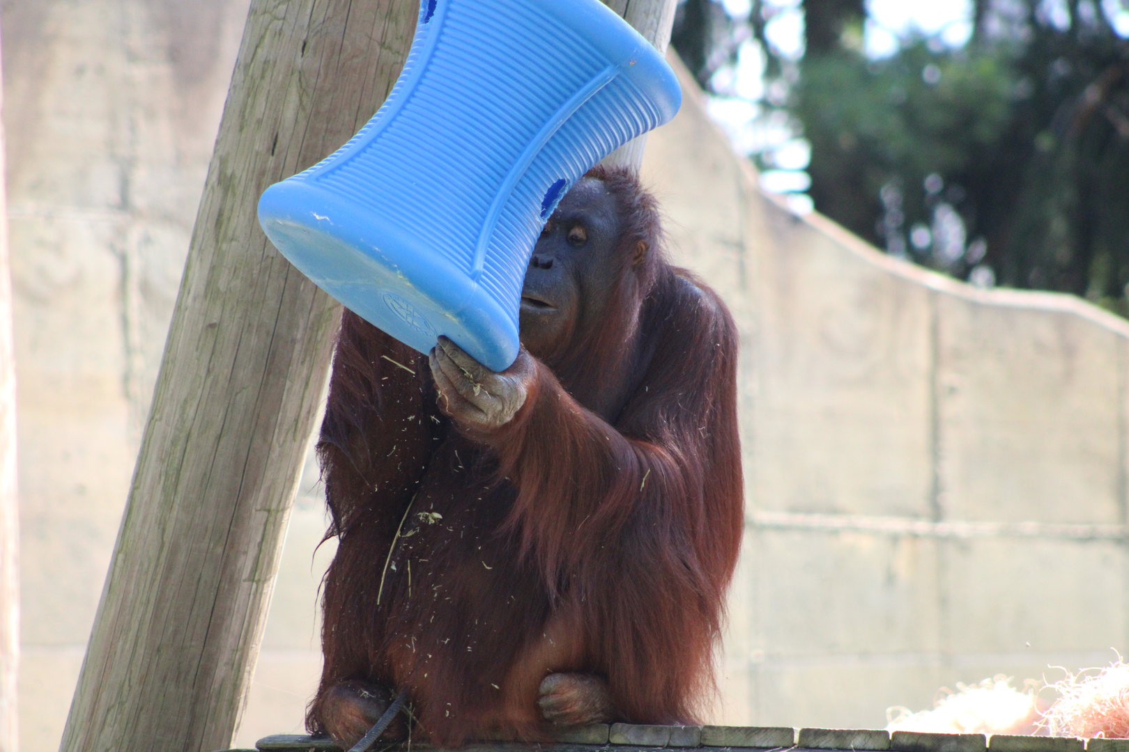 Bornean Orangutan (Pongo pygmaeus)