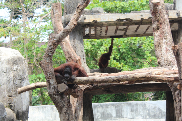 Bornean orangutan (Pongo pygmaeus)