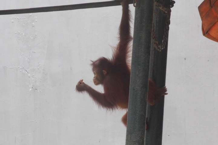 Bornean orangutan (Pongo pygmaeus)