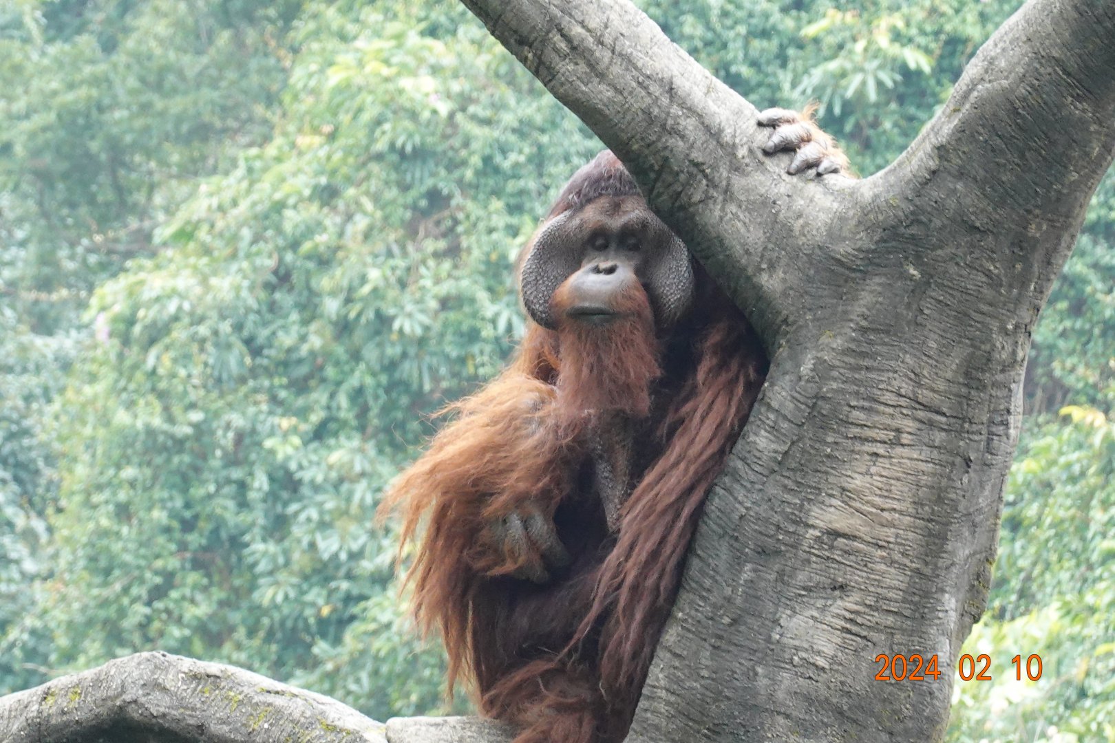 Bornean Orangutan (Pongo pygmaeus)