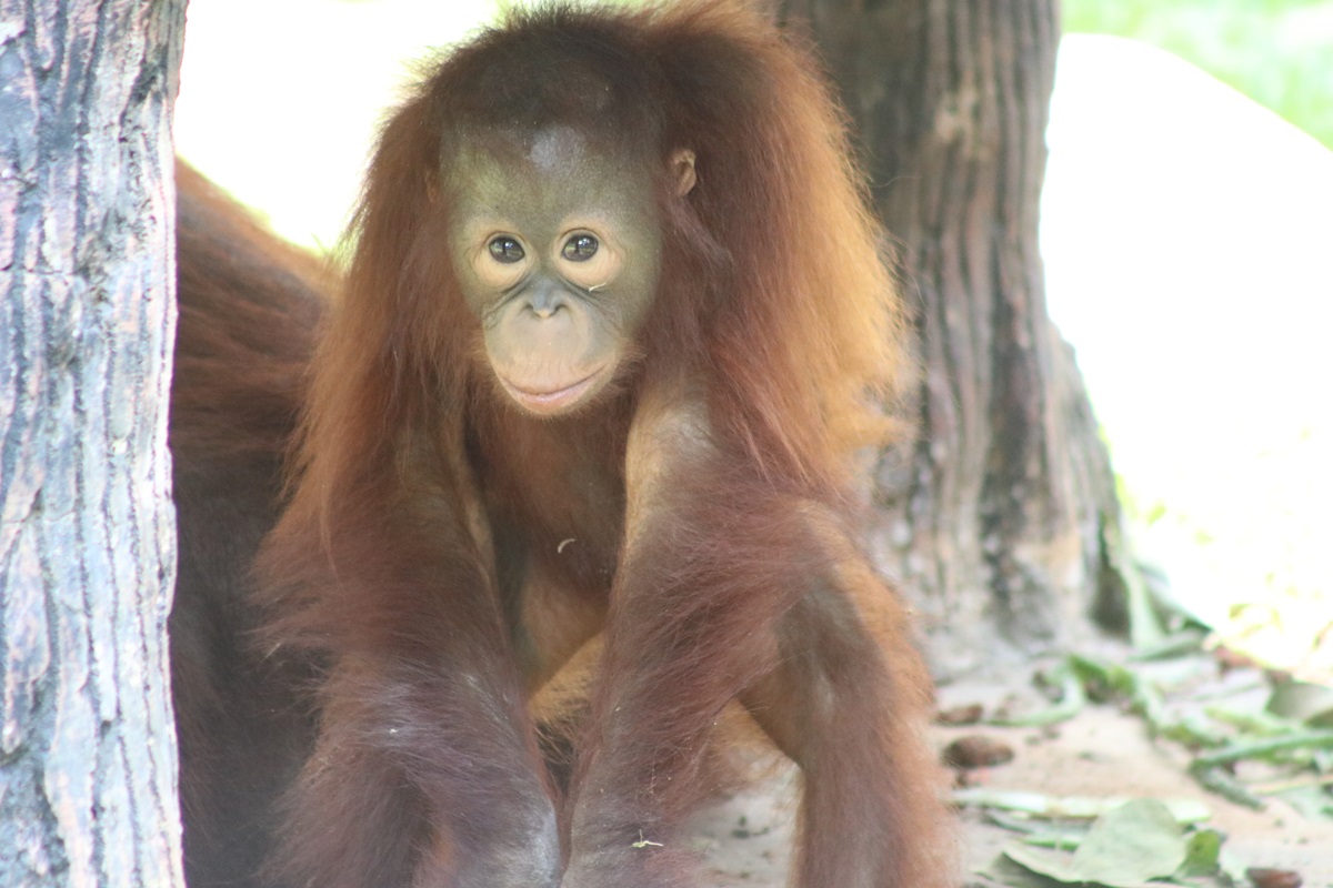 Bornean Orangutan (Pongo pygmaeus)