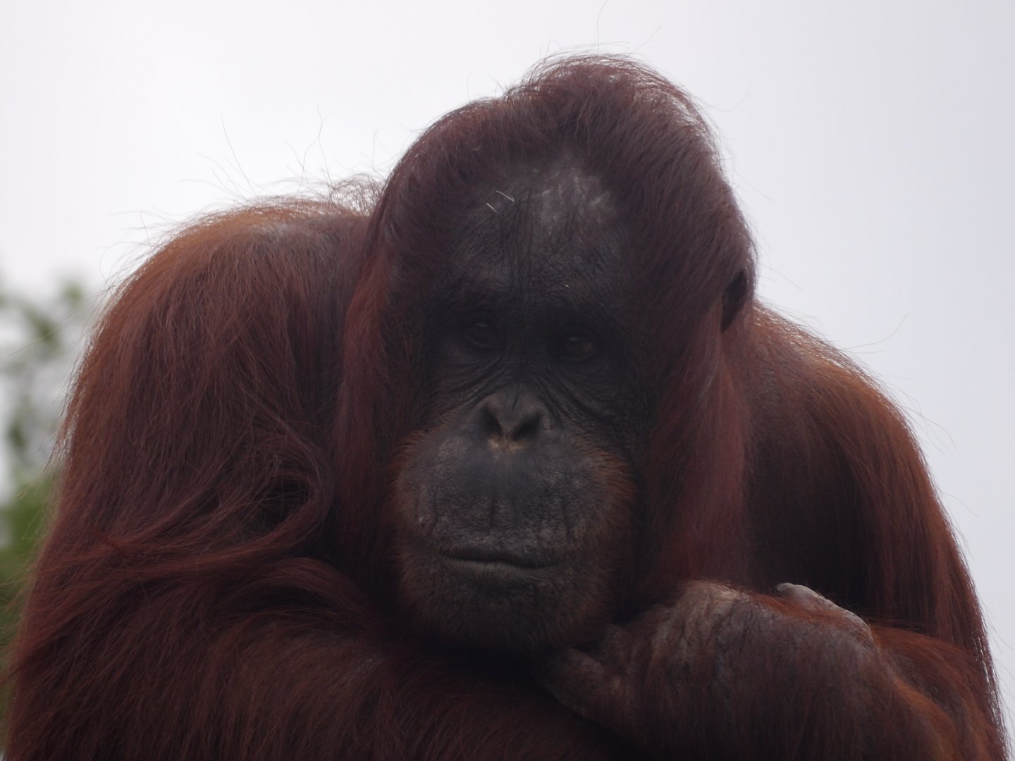 Bornean Orangutan (Pongo pygmaeus)