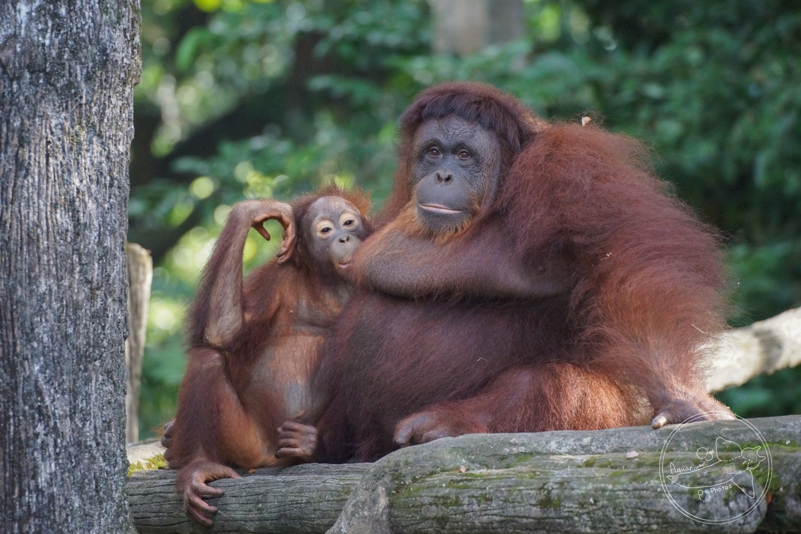 Bornean orangutan (Pongo pygmaeus)