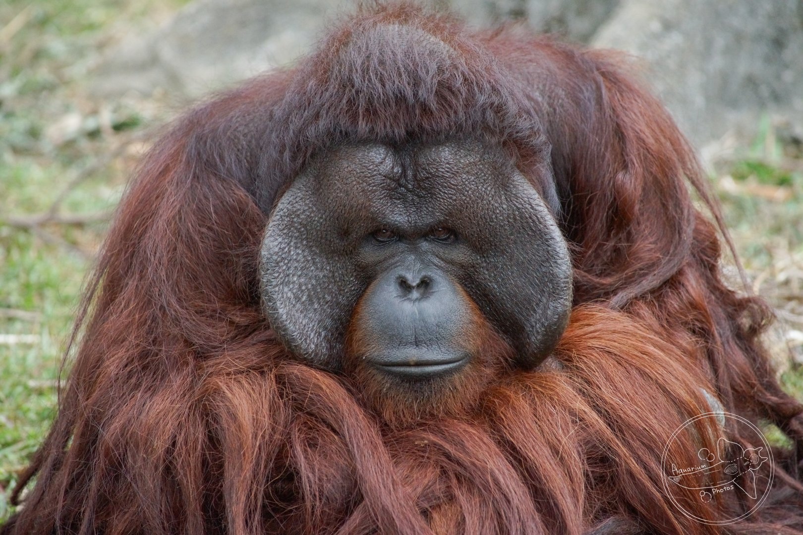 Bornean Orangutan (Pongo pygmaeus)