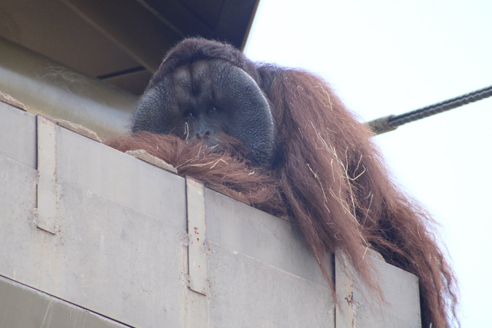 Bornean Orangutan (Pongo pygmaeus)