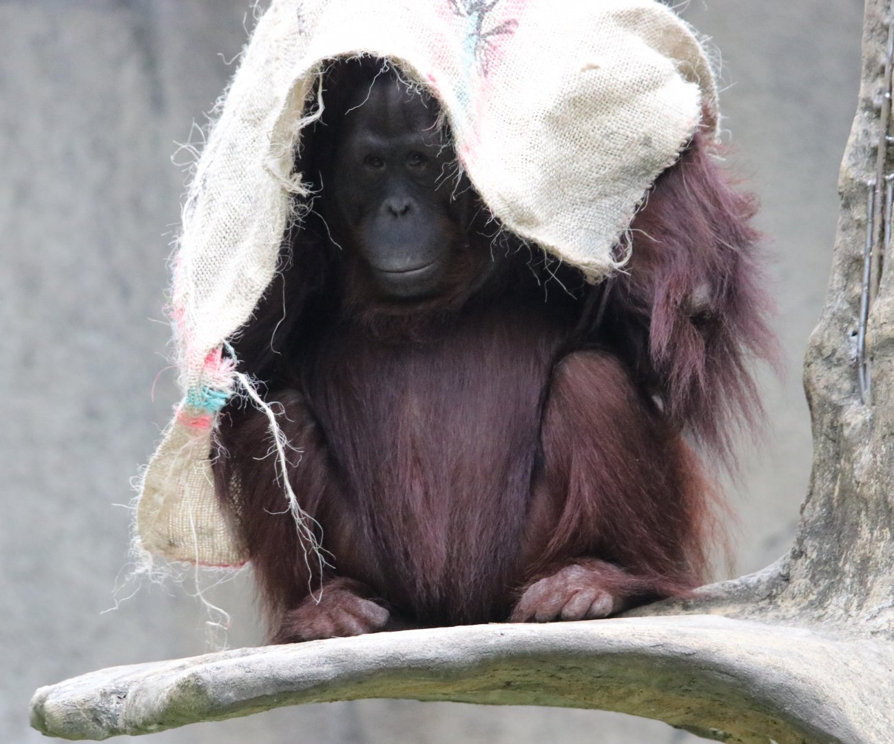 Bornean orangutan (Pongo pygmaeus)