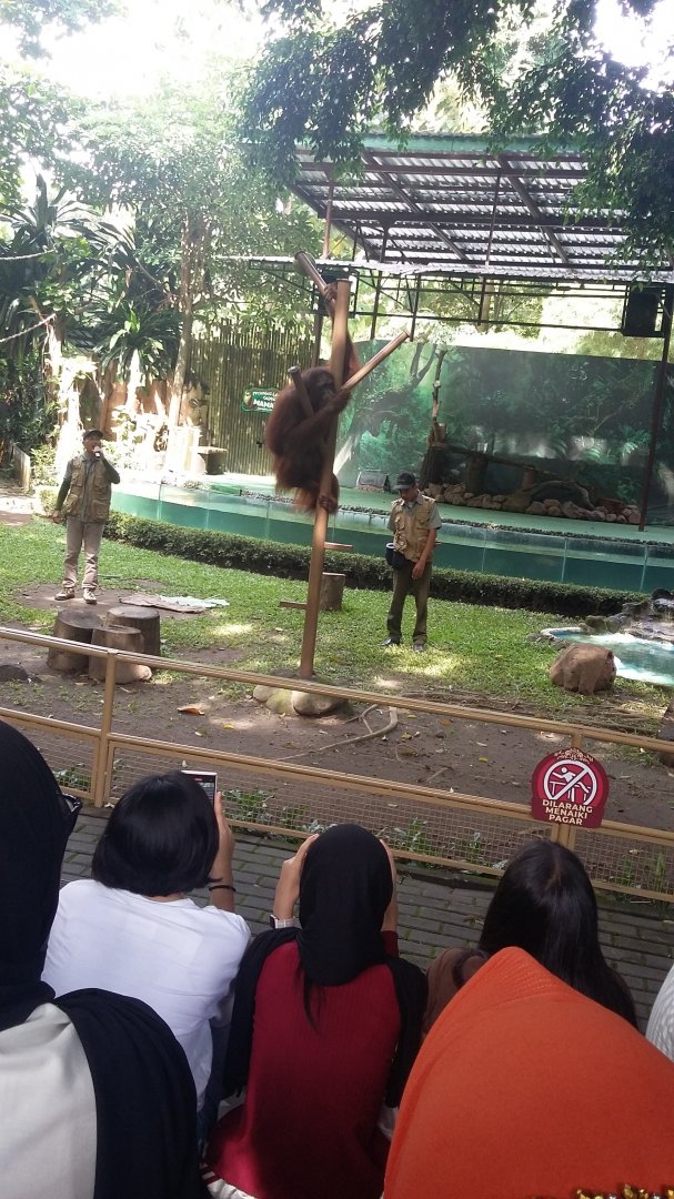 Bornean orangutan (Pongo pygmaeus)